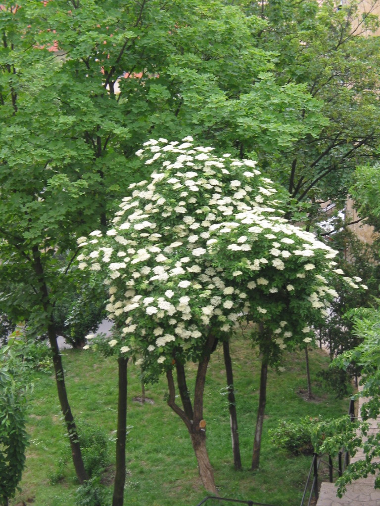 163-6307_IMG.JPG