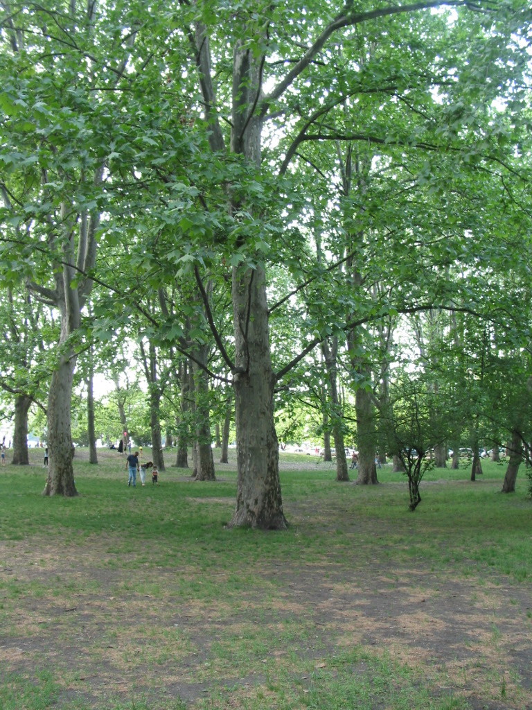 168-6880_IMG.JPG