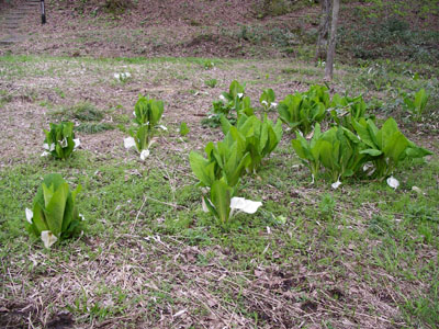 IMGP0873