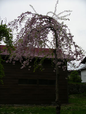 IMGP0906